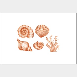 Seashells Posters and Art